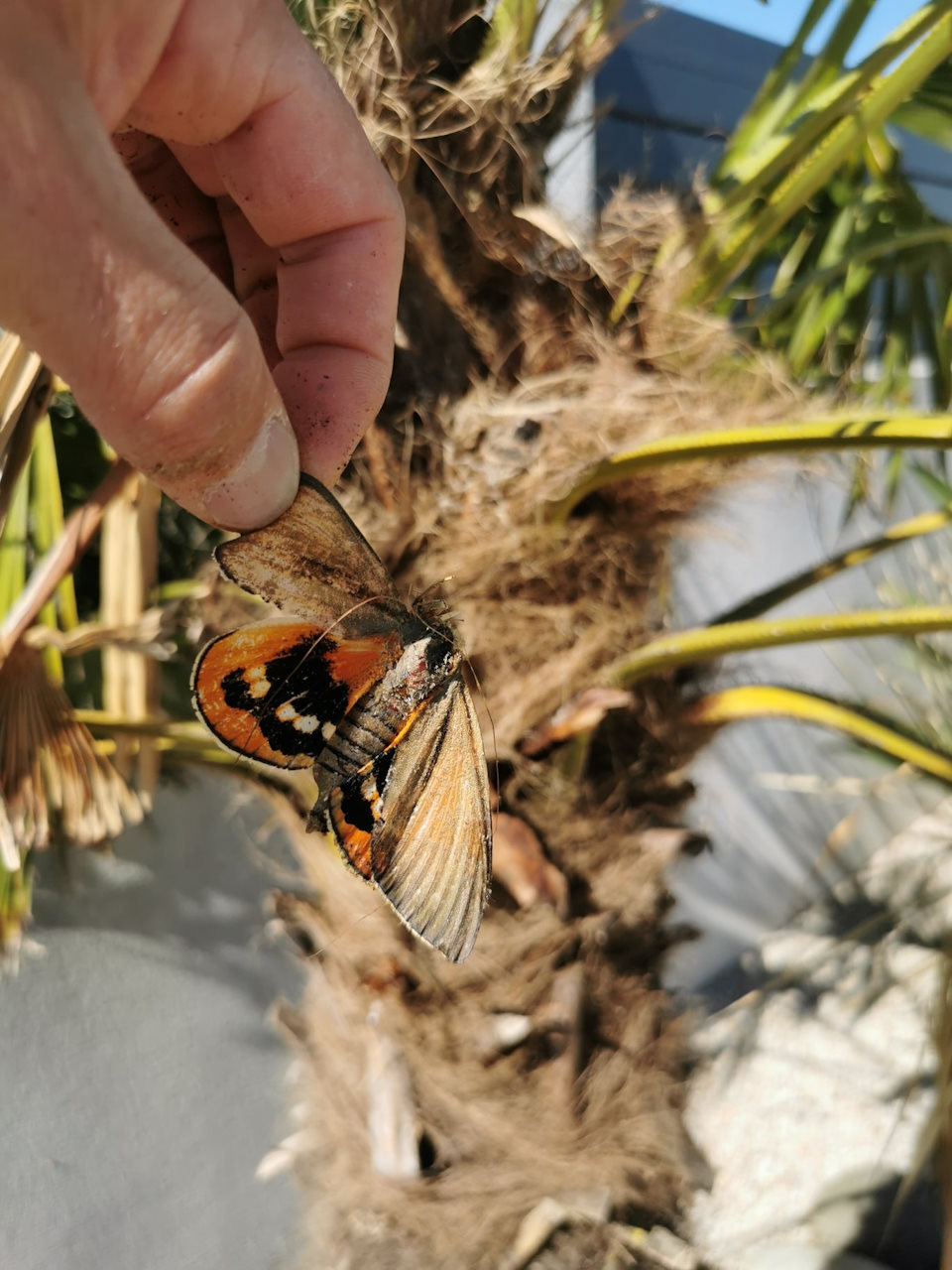 Papillon ravageur du palmier
