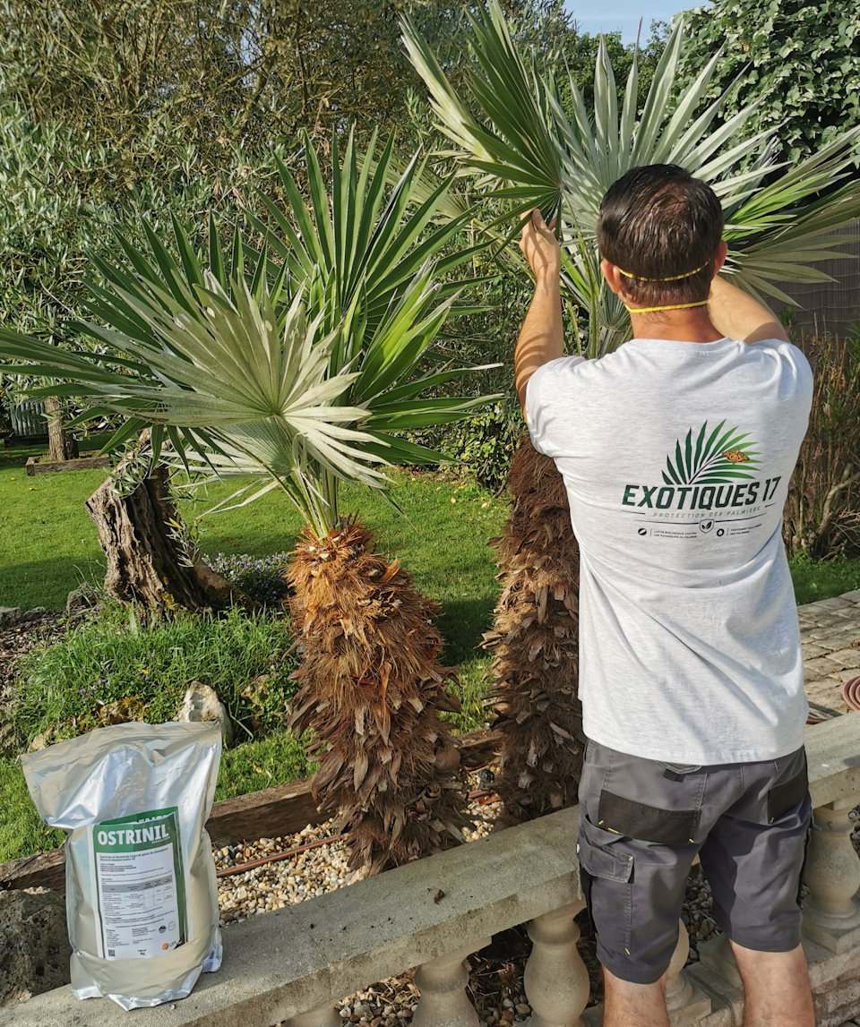 Intervention sur un palmier chez un client