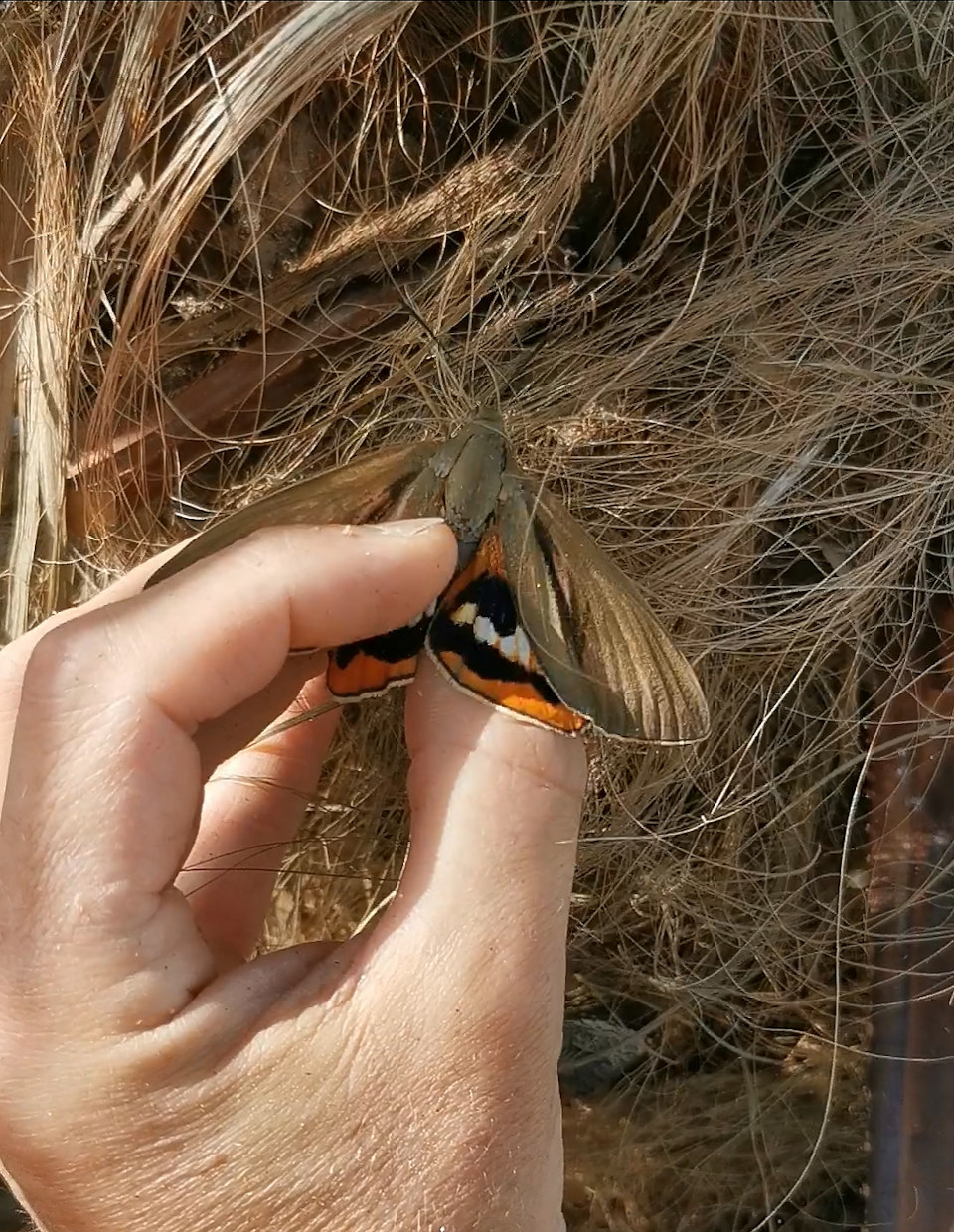 Papillon ravageur du palmier